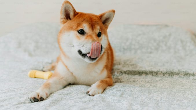 Shiba Inu Price Poised For Massive 17X Explosion As SHIB Shiba Inu