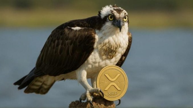 REX-Osprey to debut first XRP ETF in the US this week